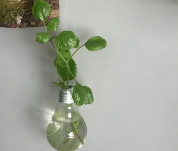 عکس گل پیچک اپارتمانی