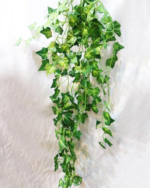 عکس گل پیچک اپارتمانی