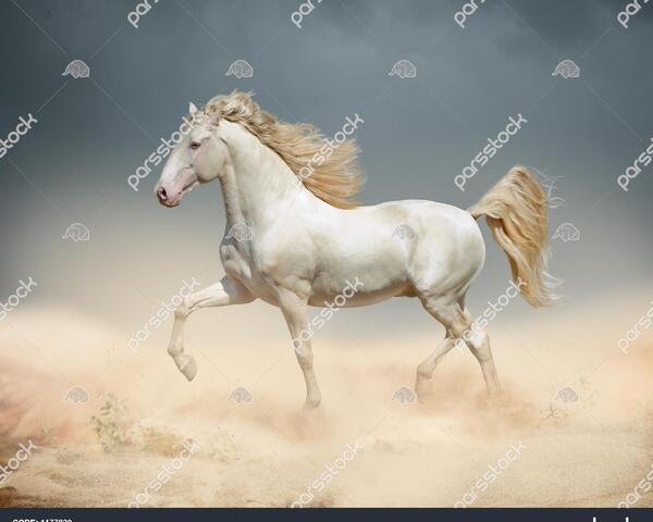 عکس اسب سفید در حال دویدن