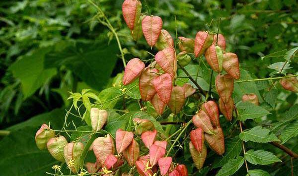 عکس گل باران طلایی