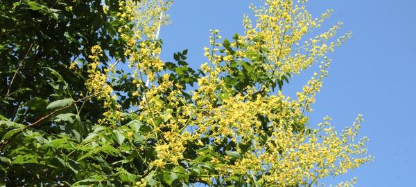 عکس گل باران طلایی