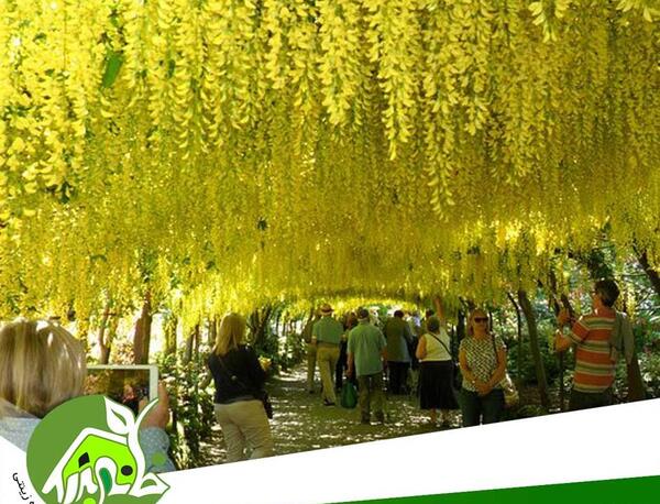عکس گل باران طلایی