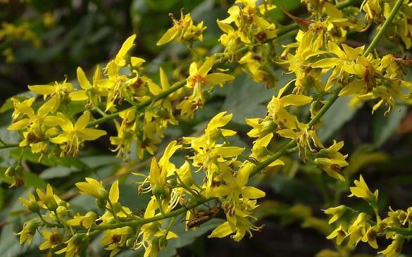 عکس گل باران طلایی