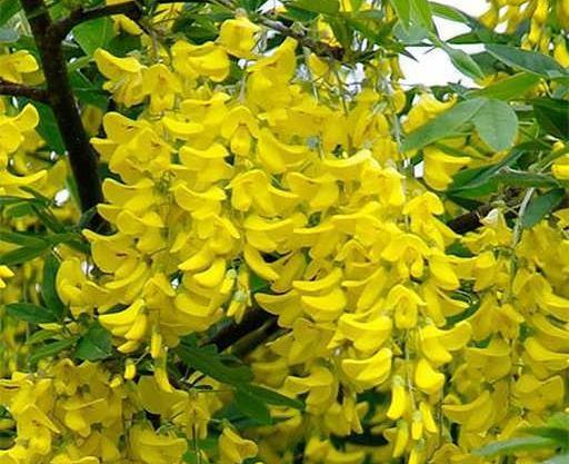 عکس گل باران طلایی