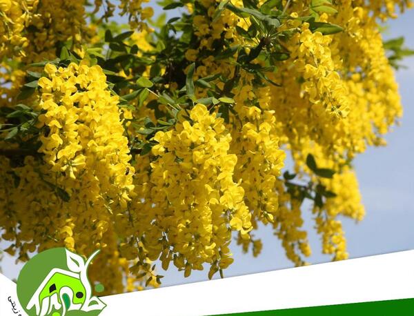 عکس گل باران طلایی