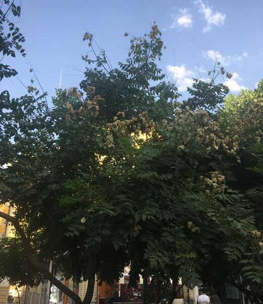 عکس گل باران طلایی