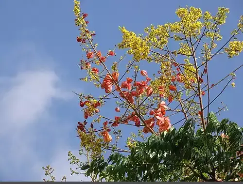 عکس گل باران طلایی