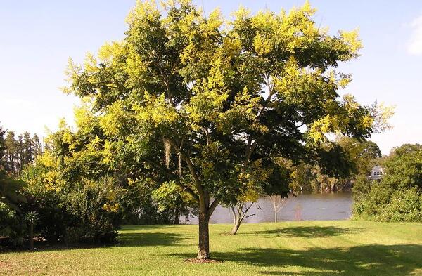 عکس گل باران طلایی