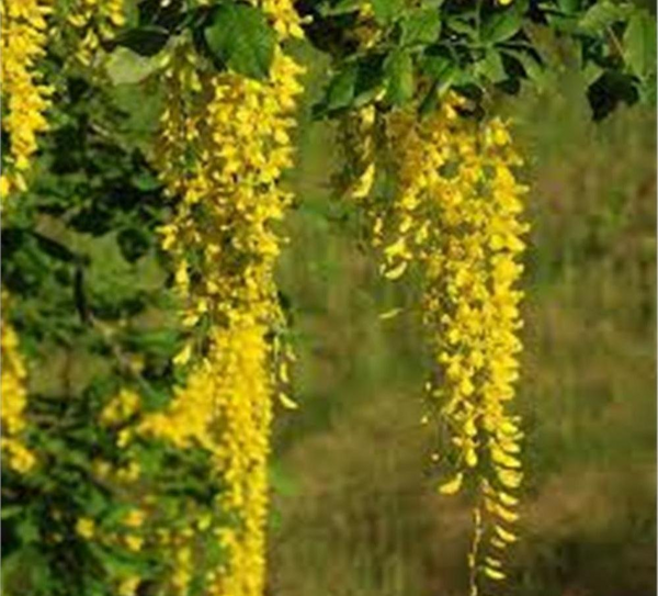 عکس گل باران طلایی