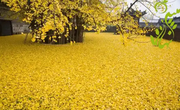 عکس گل باران طلایی
