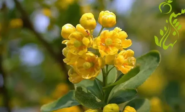 عکس گل باران طلایی