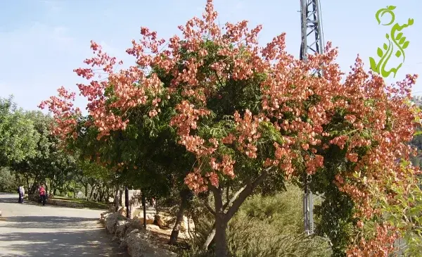 عکس گل باران طلایی