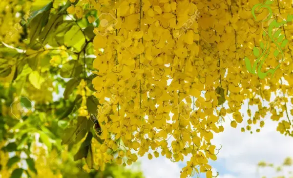 عکس گل باران طلایی