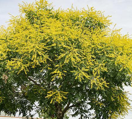 عکس گل باران طلایی