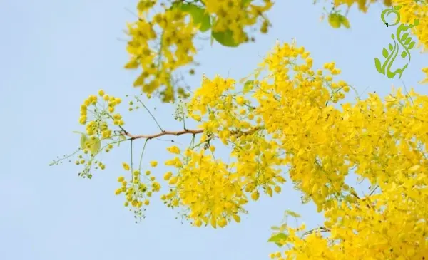 عکس گل باران طلایی