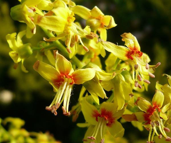 عکس گل باران طلایی