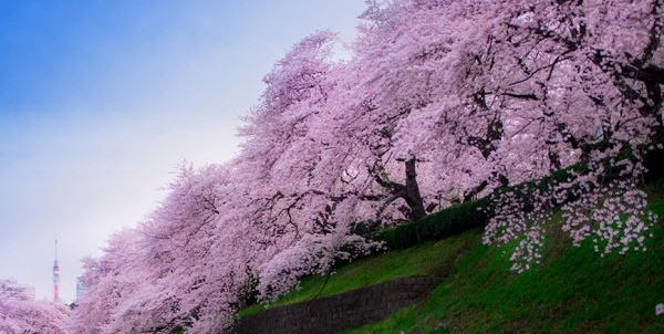 عکس های طبیعت ژاپن