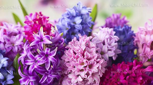 عکس گل سنبل وحشی