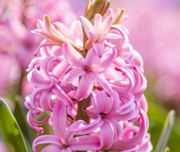 عکس گل سنبل وحشی