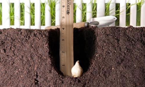 عکس گل سنبل وحشی