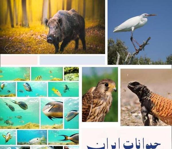 عکس های حیوانات ایرانی