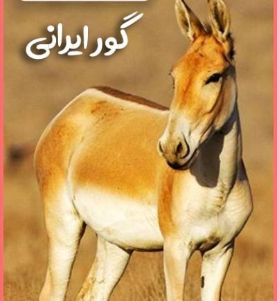 عکس های حیوانات ایرانی
