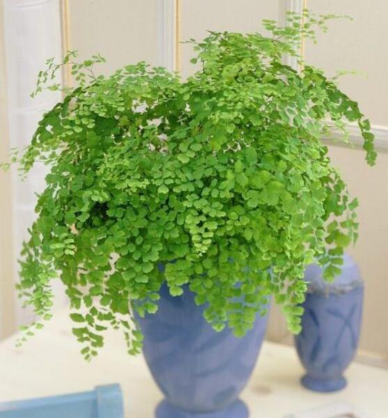 عکس گل و گیاه در خانه