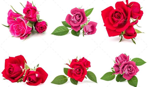 عکس گل فانتزی برای پس زمینه