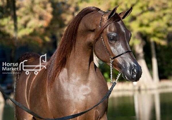 عکس اسب سیاه عرب