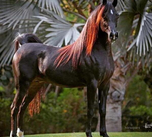 عکس اسب سیاه عرب