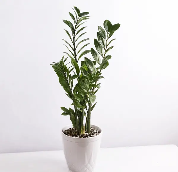 عکس گل خانگی عروس