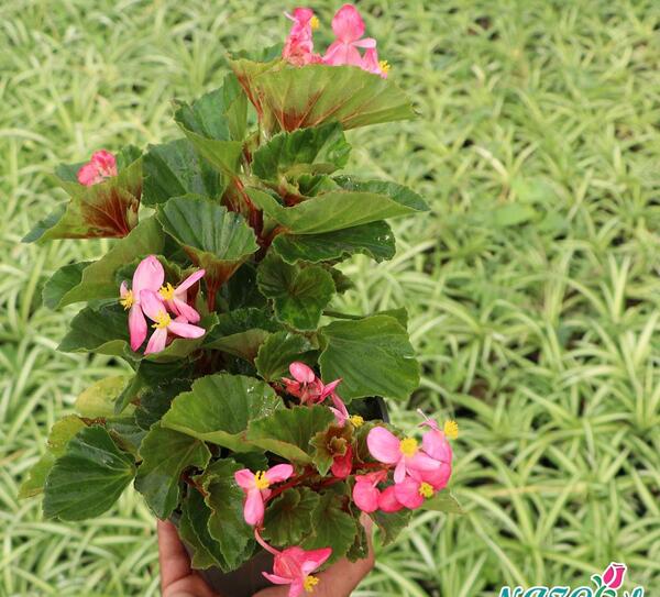 عکس گل خانگی عروس