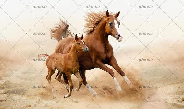 عکس اسب کره اسب