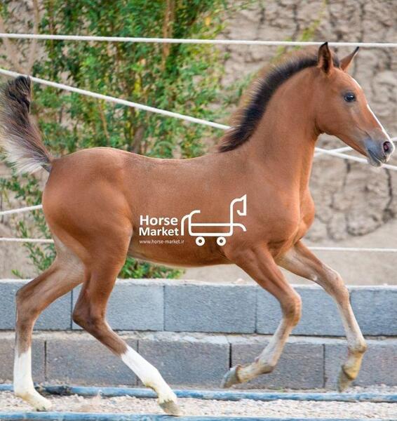 عکس اسب کره اسب