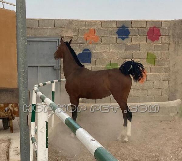 عکس اسب کره اسب