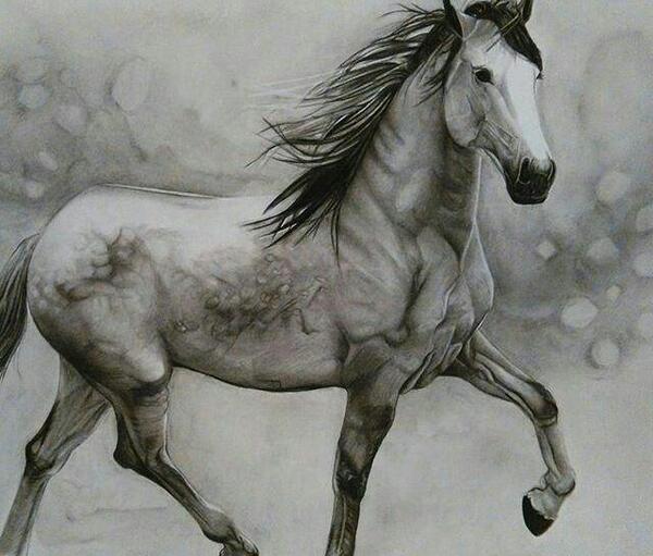 عکس اسب برای نقاشی سیاه قلم