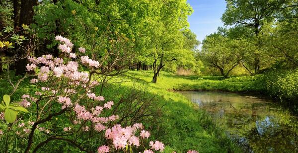 عکس های زیبای طبیعت بهار
