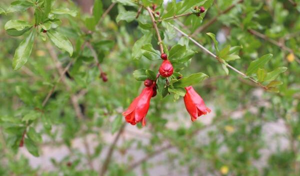 عکس از طبیعت بهاری شیراز