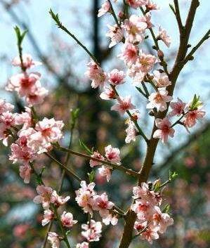 عکس از طبیعت بهاری شیراز