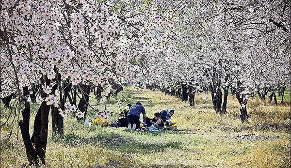 عکس از طبیعت بهاری شیراز