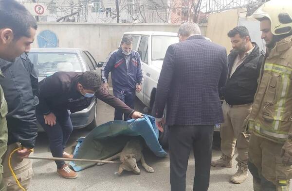 عکس گرگینه ایران