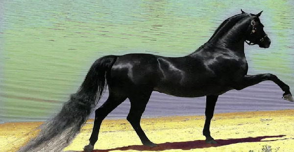 عکس اسب عربی سیاه