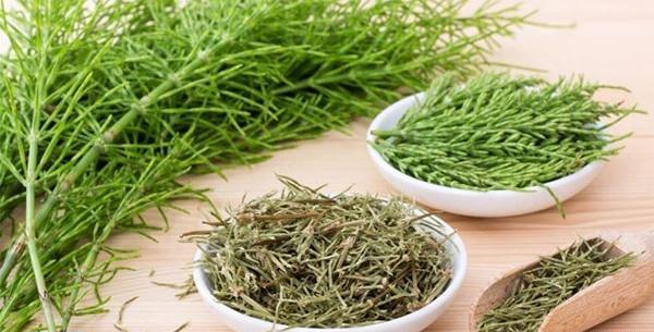 عکس گل سم اسبی