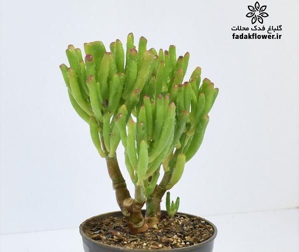 عکس گل سم اسبی