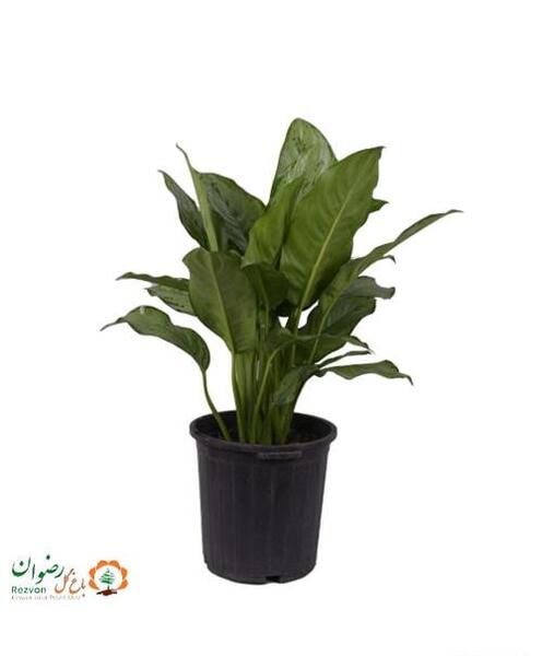 عکس گل سم اسبی