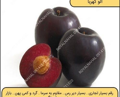 عکس از آلو سیاه