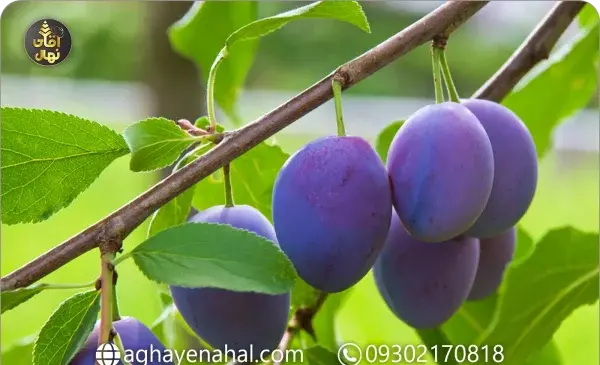 عکس از آلو سیاه
