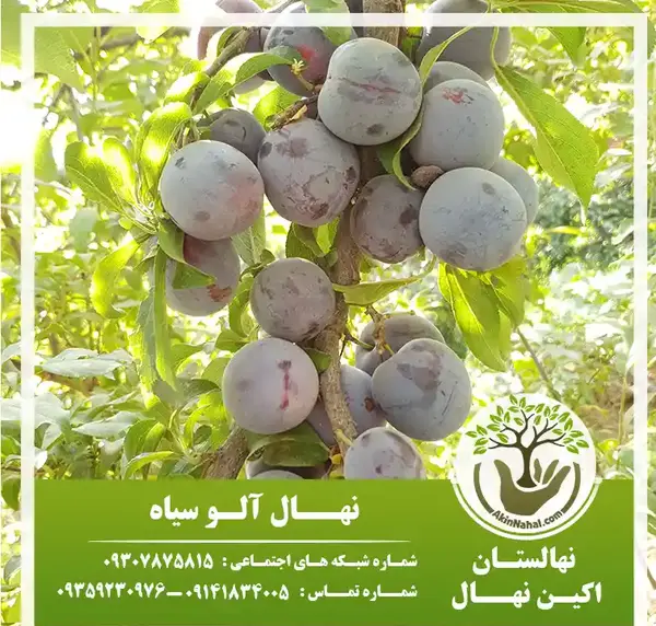 عکس از آلو سیاه