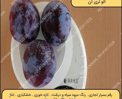 عکس از آلو سیاه