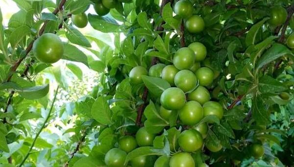 عکس از آلو سیاه
